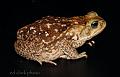 Bufo marinus (Rhinella marina)  Cane Toad08